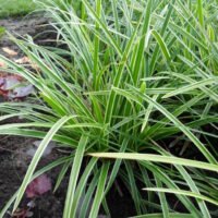 Carex ‘Ice Dance’