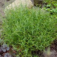 Carex muskingumensis ‘Little Midge’