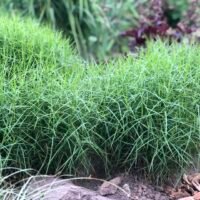 Carex muskingumensis ‘Little Midge’