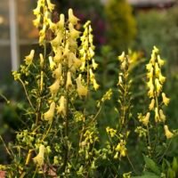 Aconitum lycoctonum