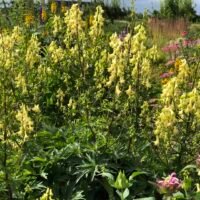Aconitum lycoctonum