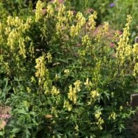 Aconitum lycoctonum