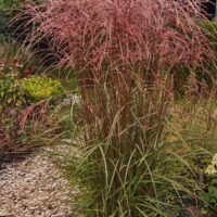 Miscanthus sinensis ‘Flamingo’