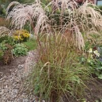 Miscanthus sinensis ‘Flamingo’