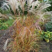 Miscanthus sinensis ‘Flamingo’