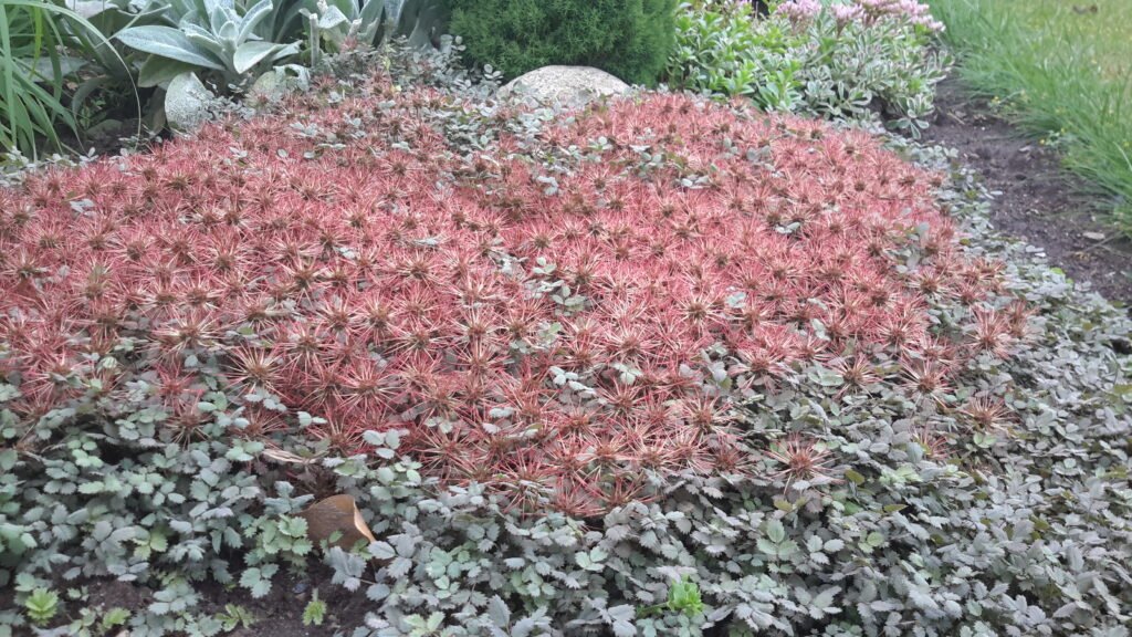 Acaena microphylla ‘Kupferteppich’ - Gėlių Dvarelis