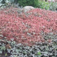 Acaena microphylla ‘Kupferteppich’