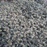 Acaena microphylla ‘Kupferteppich’