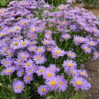 Aster alpinus