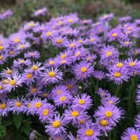 Aster alpinus