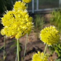 Allium ‘Obliquum’