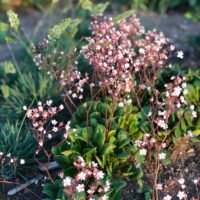 Saxifraga umbrosa