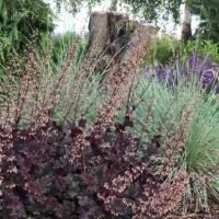 Heuchera ‘Purple Petticoats’
