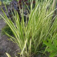 Acorus calamus ‘Variegatus’