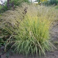 Molinia caerulea ‘Variegata’