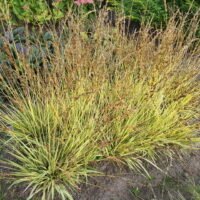 Molinia caerulea ‘Variegata’