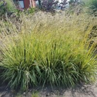 Molinia caerulea ‘Variegata’