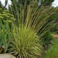 Molinia caerulea ‘Variegata’