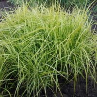 Carex muskingumensis ‘Ice Fountains’