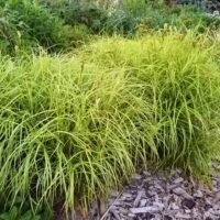 Carex muskingumensis ‘Ice Fountains’