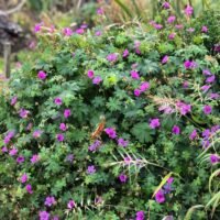 Geranium ‘Dilys’