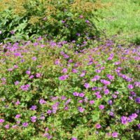 Geranium ‘Dilys’