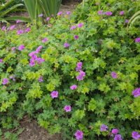 Geranium ‘Dilys’