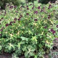 Geranium ‘Springtime’