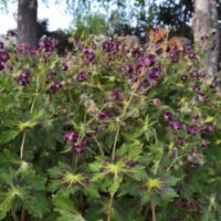 Geranium ‘Springtime’