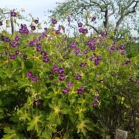 Geranium ‘Springtime’