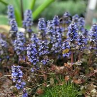 Ajuga replans