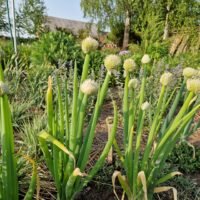 Allium fistulosum