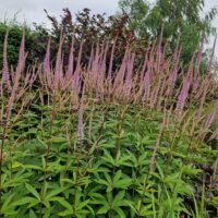 Veronicastrum ‘Fascination’