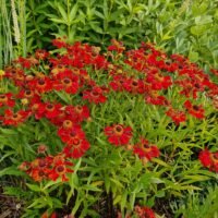 Helenium ‘Rubinzwerg’