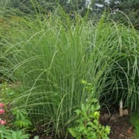 Miscanthus sinensis ‘Gracillimus’