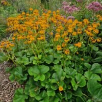 Ligularia dentata ‘Aurea’