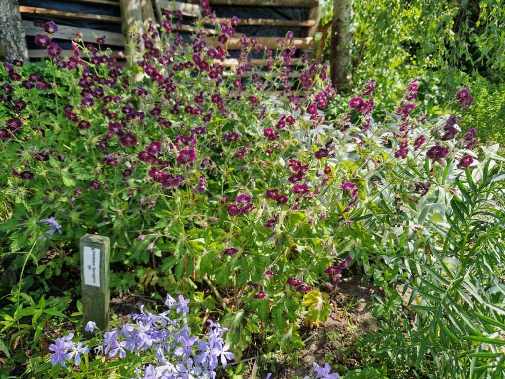 Geranium 'Springtime' - Gėlių Dvarelis