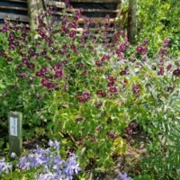Geranium ‘Springtime’