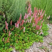 Persicaria affine ‘Darjeeling Red’