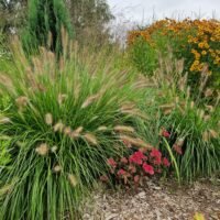 Pennisetum alopecuroides ‘Hameln’