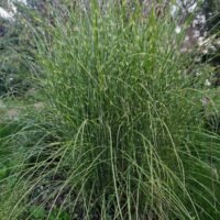 Miscanthus sinensis ‘Apache’