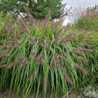 Pennisetum alopecuroides ‘Red Head’