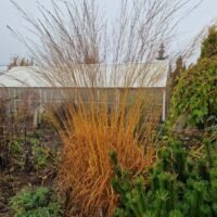 Molinia arundinacea ‘Fontane’