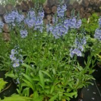 Veronica gentianoides ‘Light Blue’