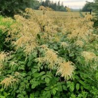 Aruncus dioicus ‘Zweiweltenkind’