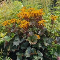 Ligularia ‘Britt Marie Crawford’