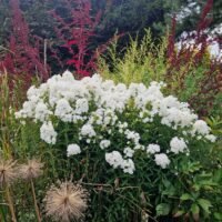 Phlox ‘Peacock White’