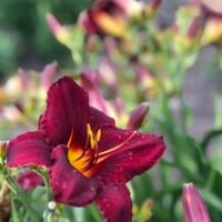 Daylily (=Hemerocallis) ‘Kleopatra’