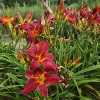 Daylily (=Hemerocallis) ‘Kleopatra’