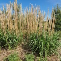 Miscanthus x gigantheus